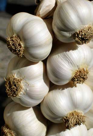 Garlic