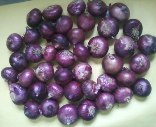 Red Onion