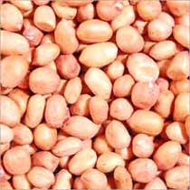 Organic Groundnut Seeds, Purity : 98%