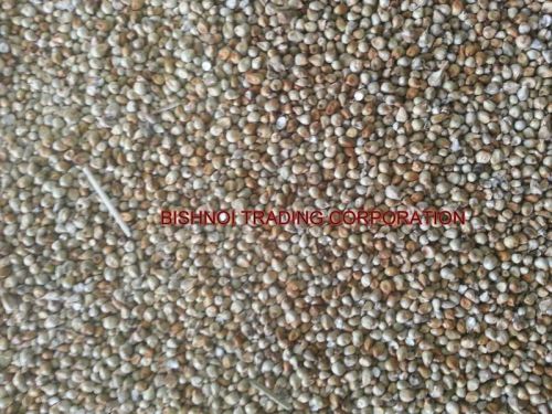 Millet For Animal Feed