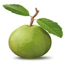 Fresh guava, Packaging Size : 25-50kg