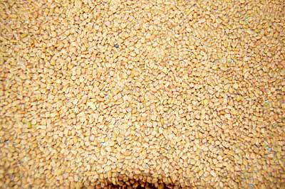 Fenugreek Seeds