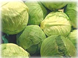 Fresh Cabbages