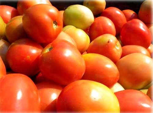 Fresh Tomatoes