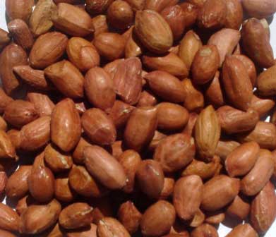 Groundnut seeds