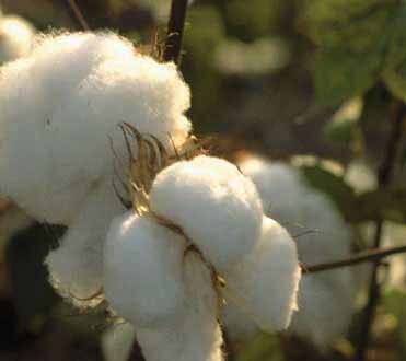 Raw cotton, Number Of Flower : Raw Cotton