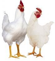 Halal Chicken 1 To 1.5kg