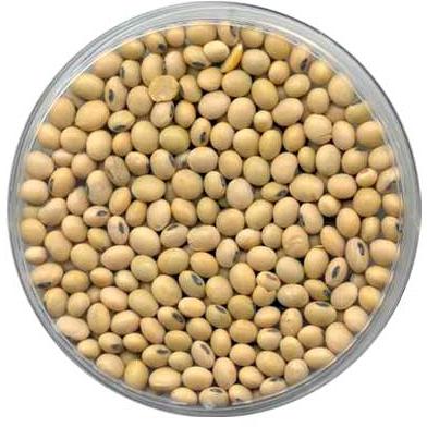 Soya Bean