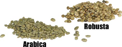 Arabica Coffee Form : Beans