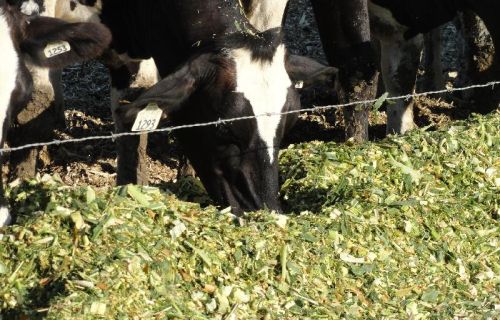 Corn Silage