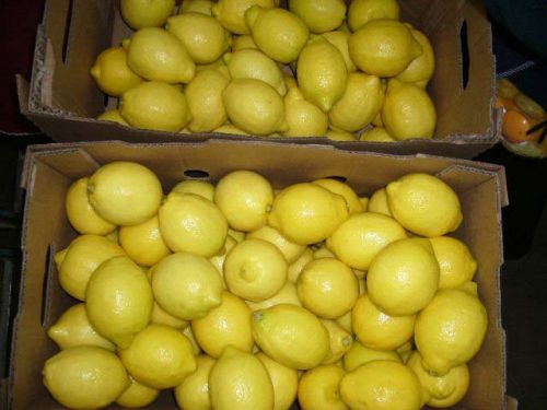 Fresh Eureka Lemon, Grade : AAA, Packaging Type : 1600 Carton /15 KG