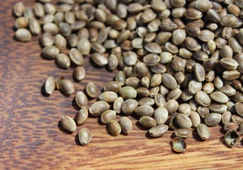 Hemp seeds