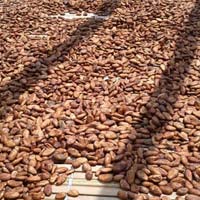 Cocoa beans, Condition : Dried