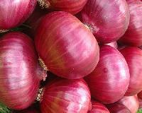 Fresh onions