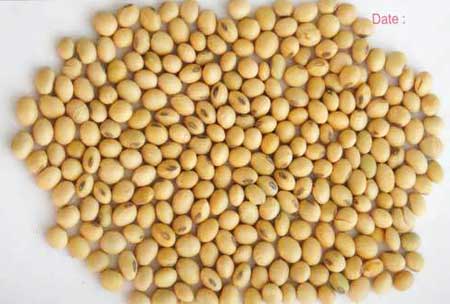 Soybean Seeds