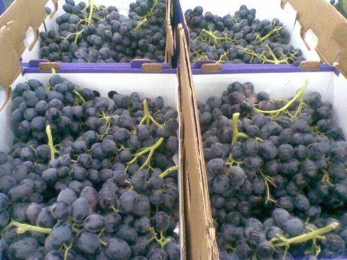 Black Grapes, Cultivation Type : Organic