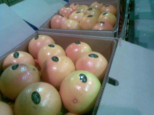 Grapefruit