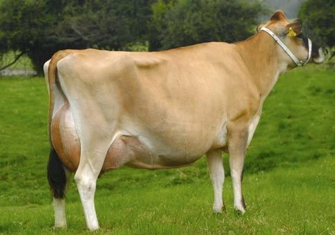 Jersey Cow, Color : Brown