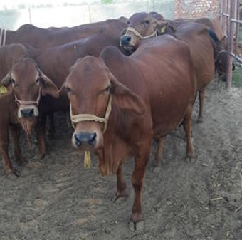 Sahiwal Cow, Color : Brown