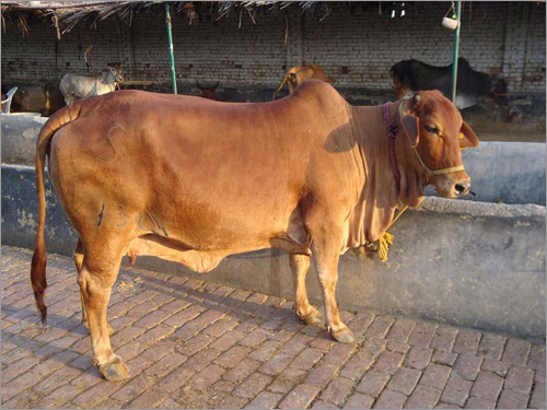 Live Sahiwal Cow