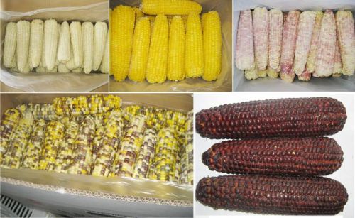 IQF Corn Cob