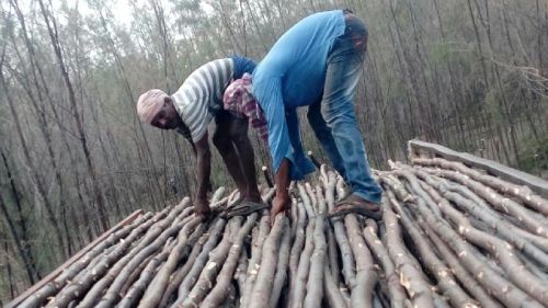 Casuarina Trees Logs