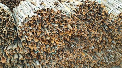 Cinnamon Bark, Cultivation Type : Natural