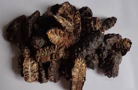 Dried Noni