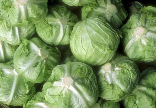 Fresh cabbage, Speciality : Rich In Taste