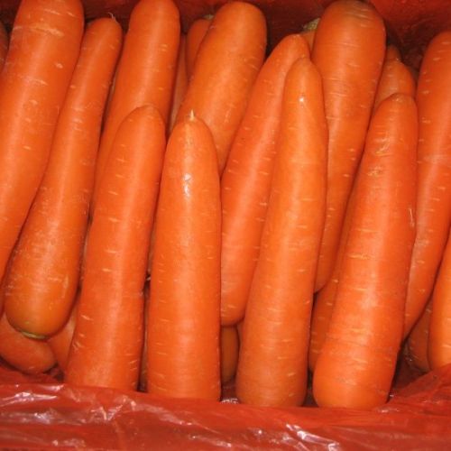 Fresh Carrots