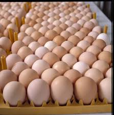 Fresh Chicken Eggs, Packaging Type : Light Brown, White for Bakery