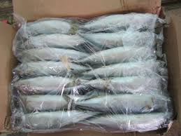Frozen Mackerel Fish