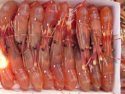 FROZEN SHRIMPS AND PRAWNS