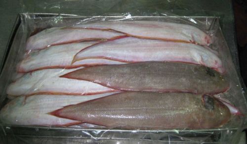 Frozen Sole Fish
