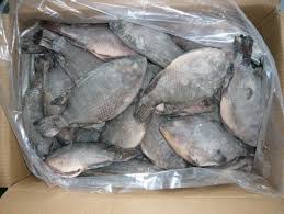 Frozen tilapia fish