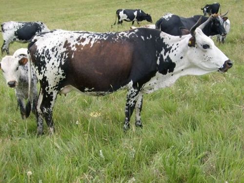 Nguni Cattle