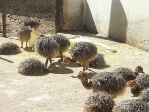 Ostrich Eggs and Chicks