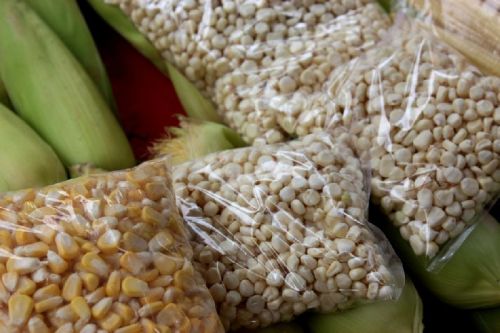 Yellow corn, Shelf Life : 6-12 Months