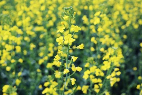 Rapeseed