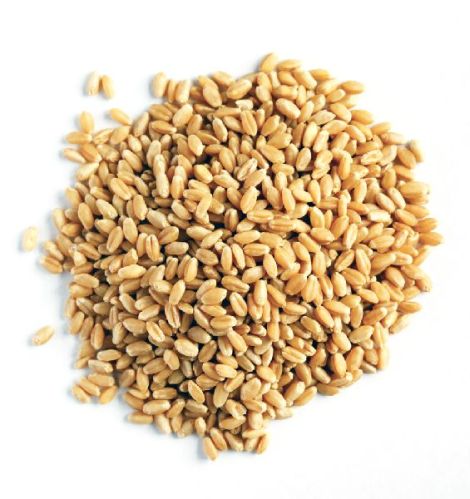Wheat, Packaging Type : 25 or 50 kg or in bulk