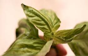 Tulsi Basil Leaves