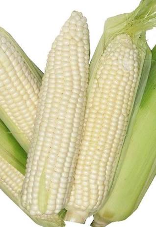 White Corn