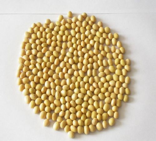 Soybean Seeds