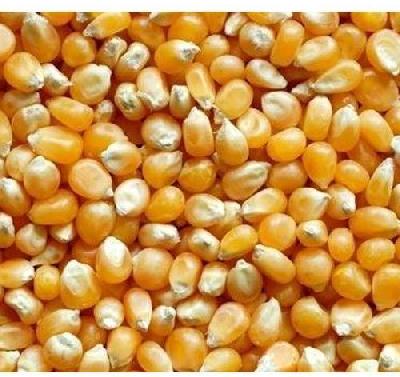 Yellow corn, Storage : Cool, Dry Place