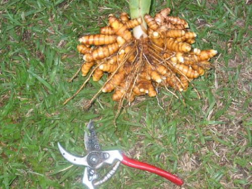 Turmeric Harvester