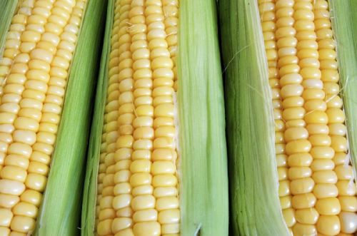 Yellow corn, Shelf Life : 6-12 Months