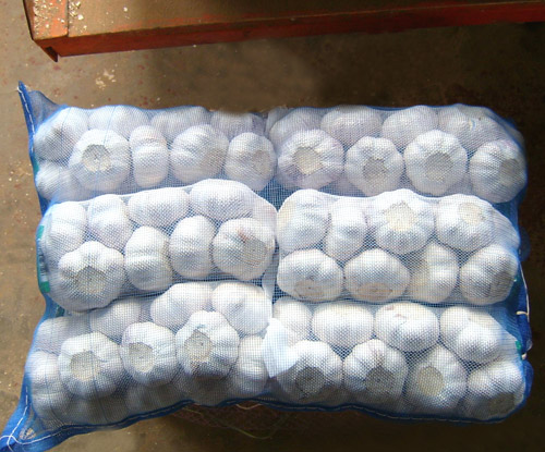 Garlic, Note : Price Plus GST