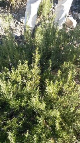 Fresh Rosemary Leaves