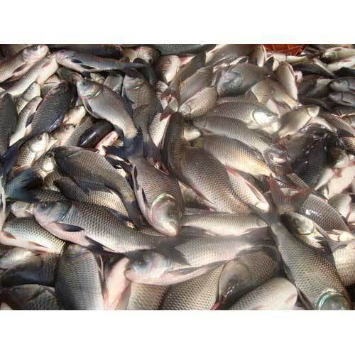 Rohu Fish Seed