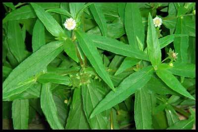 Bhringraj Leaves